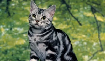 تساقط شعر القطط الطبيعي - العناية بقطتك