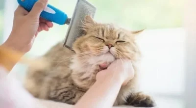 مستلزمات العناية بالقطط - العناية بقطتك