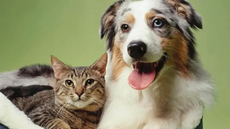 الكلاب أم القطط: أيهما الأذكى؟ هذه الإجابة العلمية