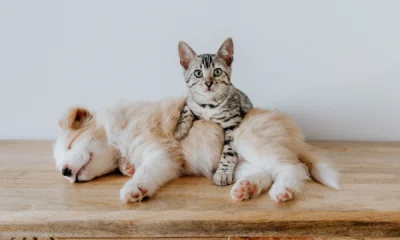 تجهيز المنزل لاستقبال قطة أو كلب في بيئة مريحة وآمنة