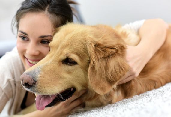 القراد عند الكلاب على الجلد تحت الفرو