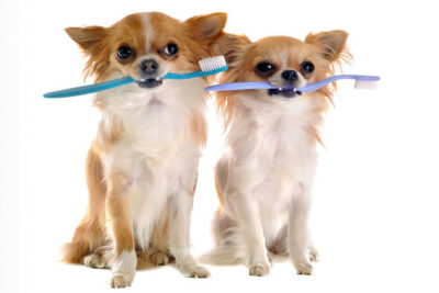 Nunbell Dental Care Kit 3pcs dog cat toothbrush toothpaste dental cleaning kit